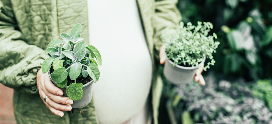 Herbs For Pregnancy: What’s Safe And What’s Not
