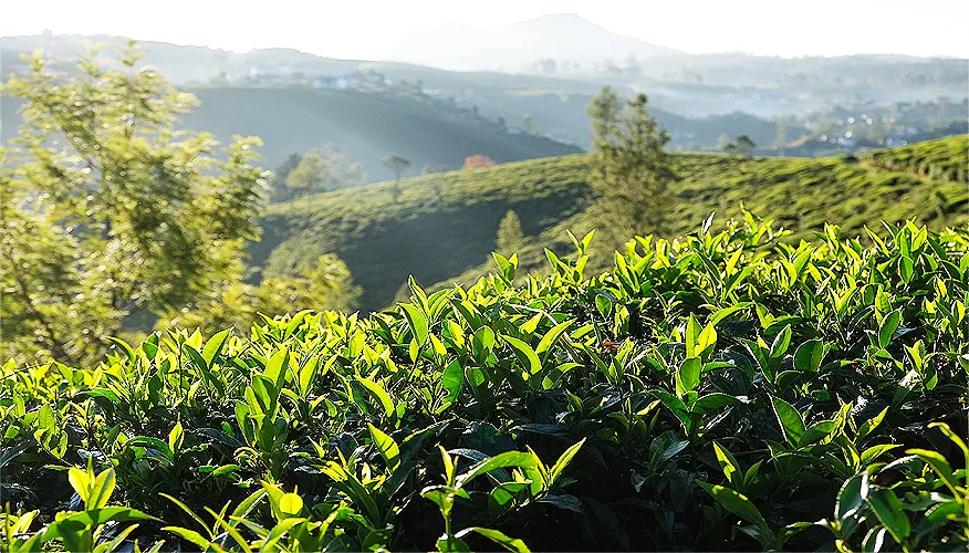 What is Ceylon Tea